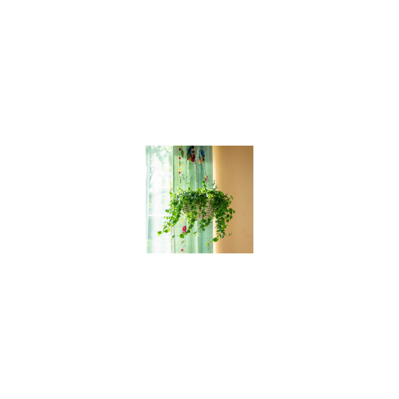 Rattan Hanging Planter, 6" H x 12" W x 12" D
