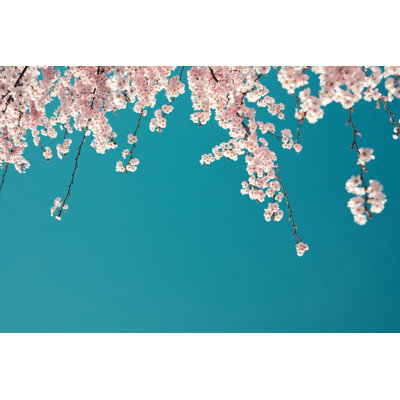 Cerisier en fleurs par Borchee