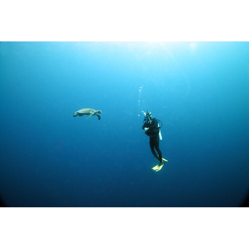 Plongeur et tortue par Mcrisari, H 20 po x l 30 po