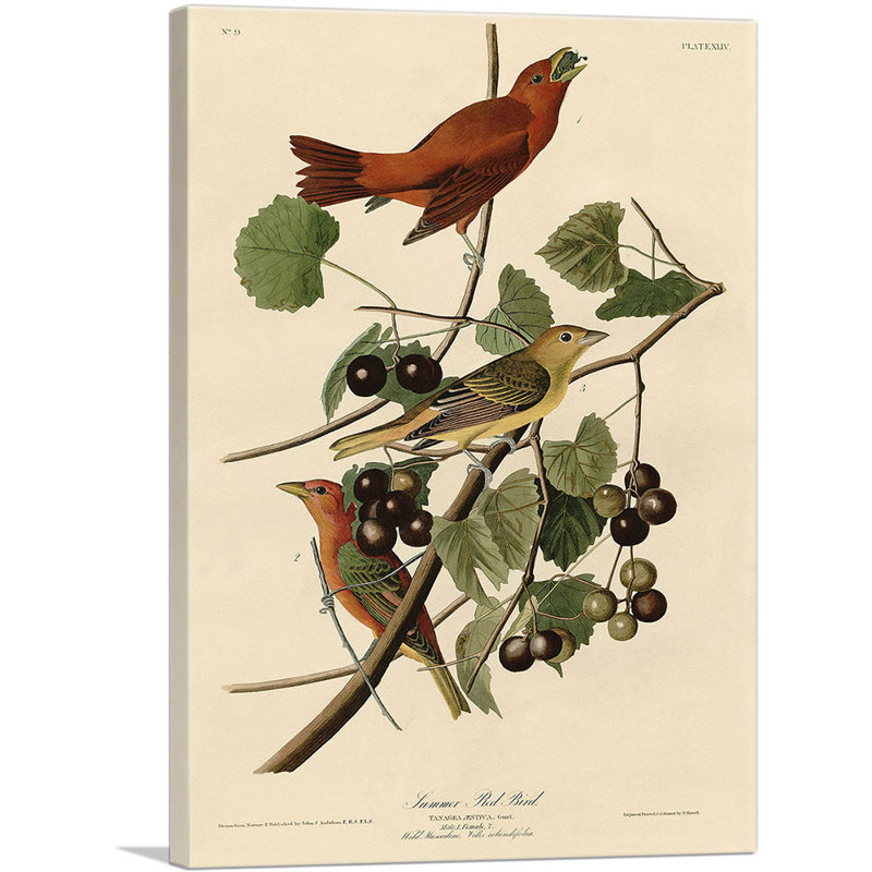 «Summer Tanager Summer Red Bird» par James Audubon, reproduction d'art sur toile tendue, H 26 po x l 18 po x P 1,5 po