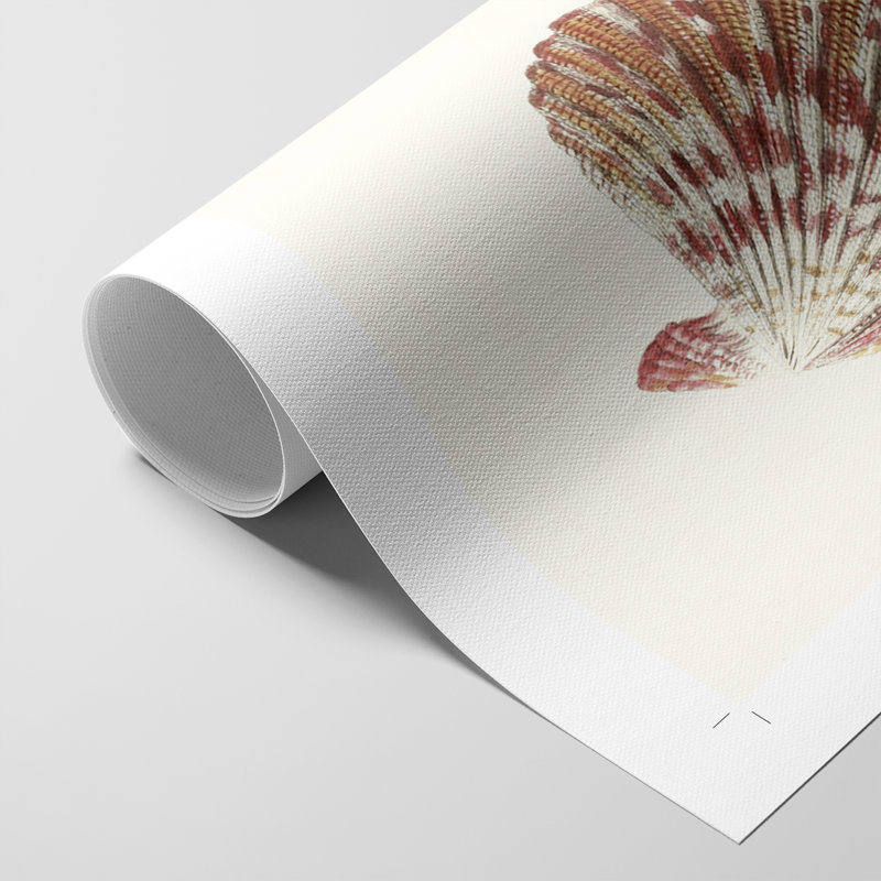 Pastel Knorr Shells - impression sur toile seulement - non encadrée, H 48 po x l 32 po