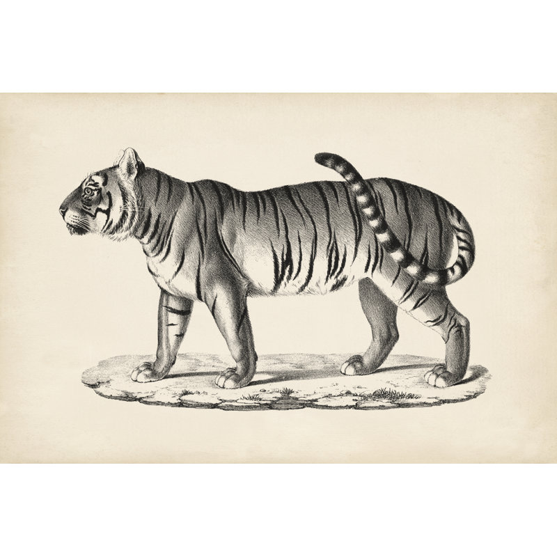 Brodtmann Male Tiger - Painting, 30 cm H x 46 cm W, Black Floater Frame