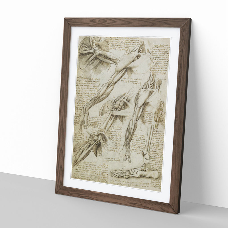 Human Anatomy Vol.1 by Leonardo Da Vinci - Picture Frame Drawing, 48cm H x 36cm W x 2cm D, Walnut Framed