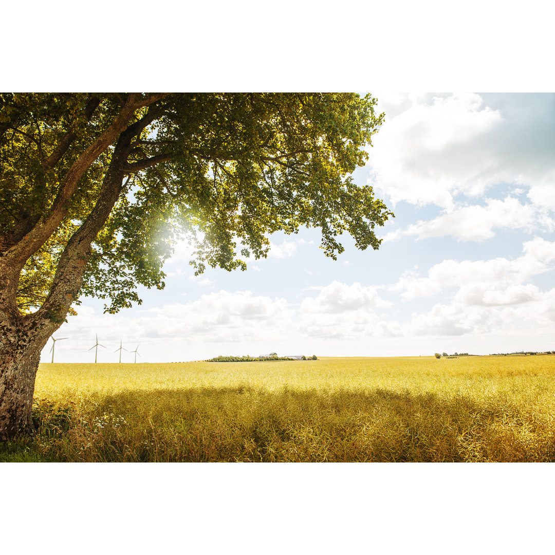 Baum am Erbsenfeld