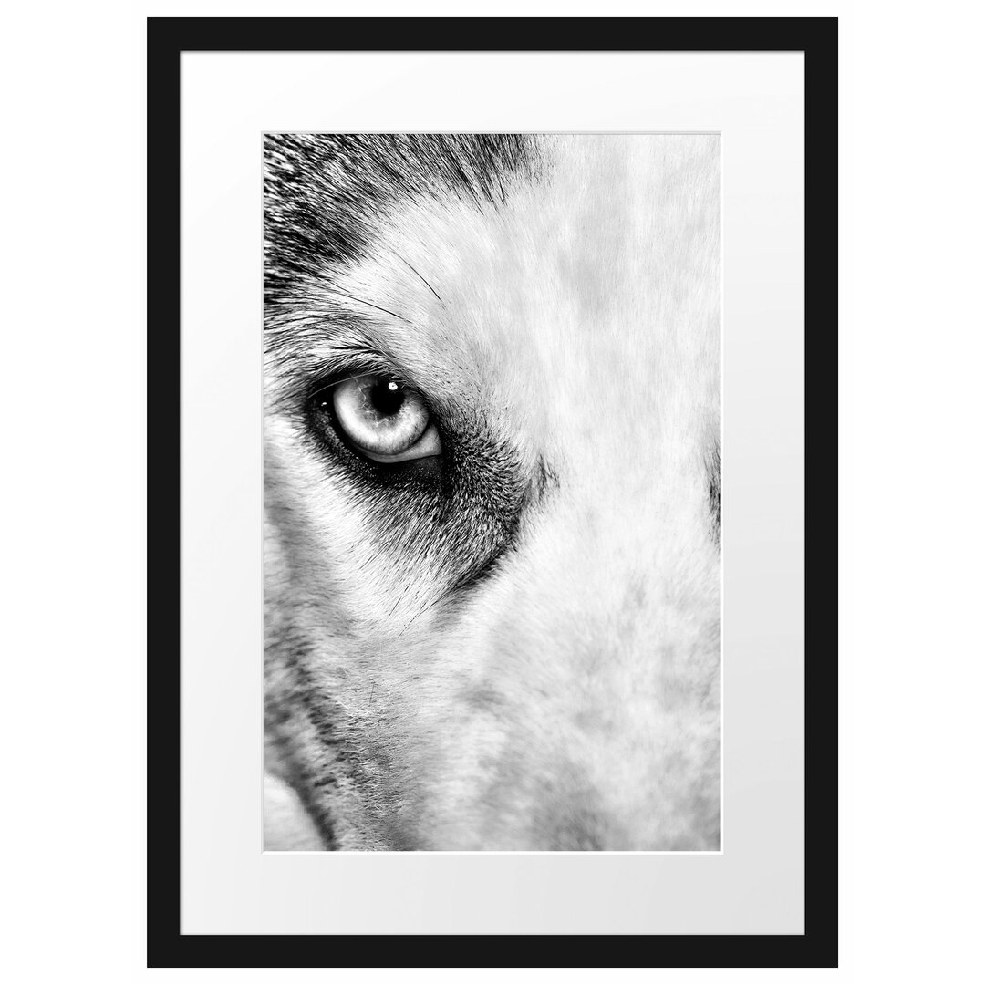 Gerahmtes Poster Husky mit eisblauen Augen