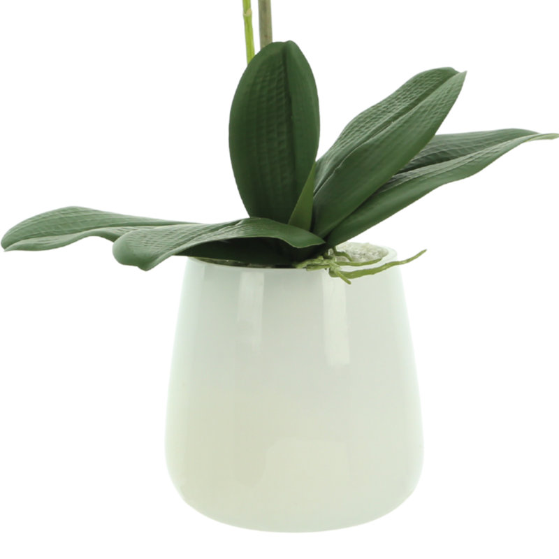 Phalaenopsis Orchid Floral Arrangement in Pot, Cream/Pink