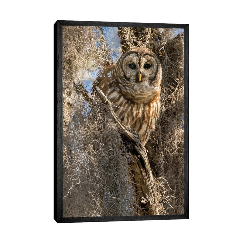 Barred Owl, Aka Hoot Owl In Tree, Florida, USA by Joe & Mary Ann McDonald - Gallery-Wrapped Canvas Giclée on Canvas