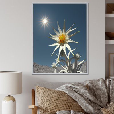 " Blossoming Edelweiss Flower Under Sun "