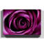 Purple Rose Photographic - Wrapped Canvas-19041287