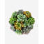 Madison Pleated Ceramic Succulent Arrangement