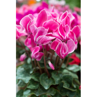 " Pink Cyclamen " by Kiravolkov