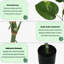 Arbre de 54 po artificiel de Dieffenbachia - plante de plancher artificielle Real Touch, peu d'entretien avec pot noir pour décoration d'intérieur
