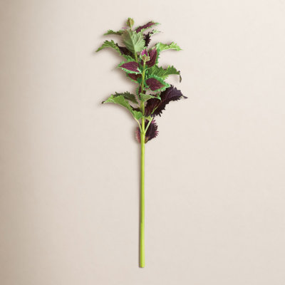 Coleus Floral Stems