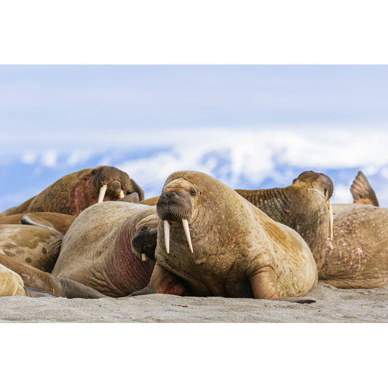 Walrus Haul Out by Andrew Peacock - Wrapped Canvas Print, 61cm H x 91cm W x 3.8cm D