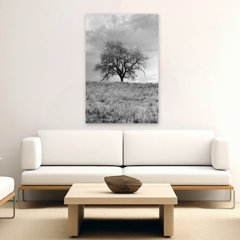 Coastal Oak Series No. 26 - Paysages, photographie, arbres, art, H 60 po x l 40 po