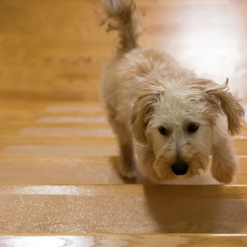Tapis d'escalier Brandie Puppy