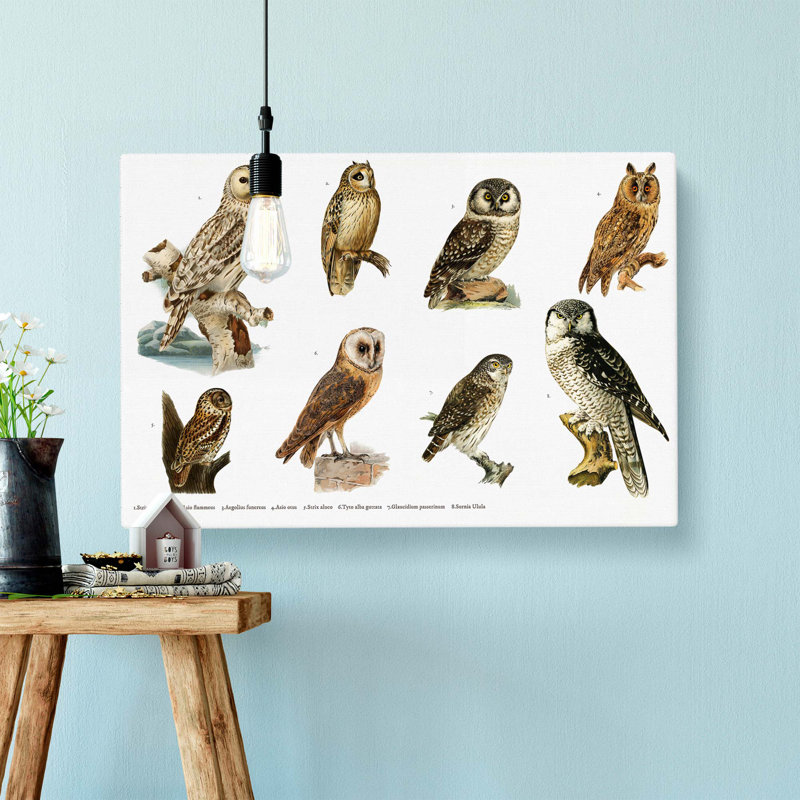 Owl Illustrations by Von Wright - Wrapped Canvas Painting, 35cm H x 50cm W x 3cm D