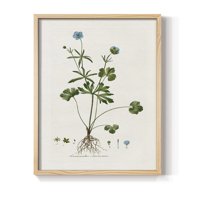 «Buttercup Study», reproduction encadrée - bois massif, H 11 po x l 9 po