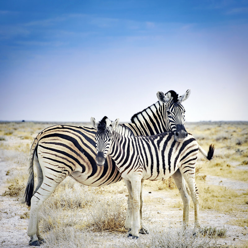 Zebra In Etosha National Park by Brytta - Wrapped Canvas Print, 30cm H x 30cm W x 3.8cm D