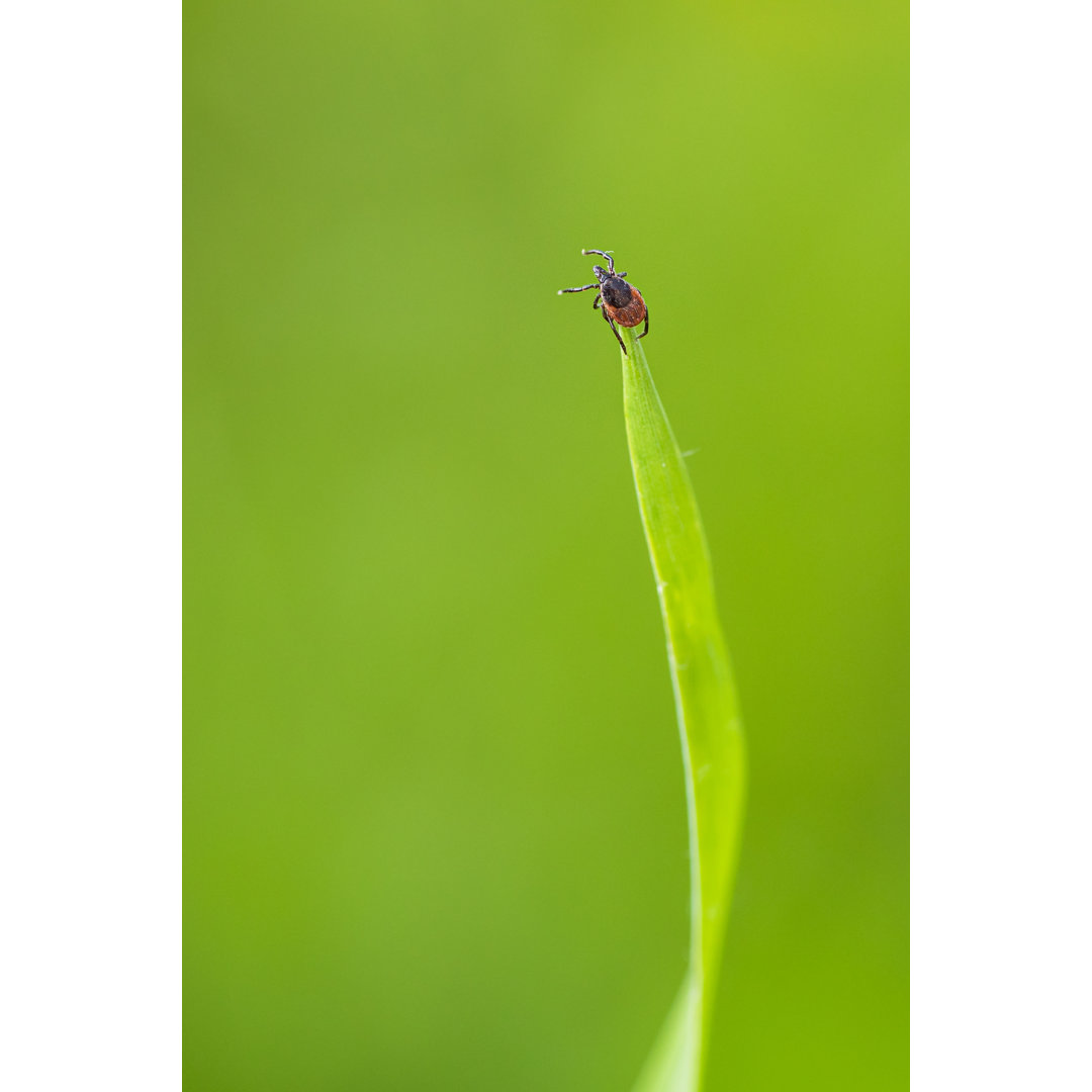 Tick On A Grass Blade von ViktorCap - Drucken