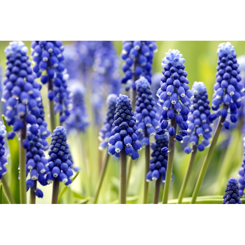 Blue Grape Hyacinths by Schnuddel - Wrapped Canvas Print, 30cm H x 46cm W x 3.8cm D