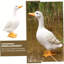 Décoration de clôture de canard de ferme, statue de canard en résine, sculpture de canard pour escaliers de jardin, ferme, patio, cour