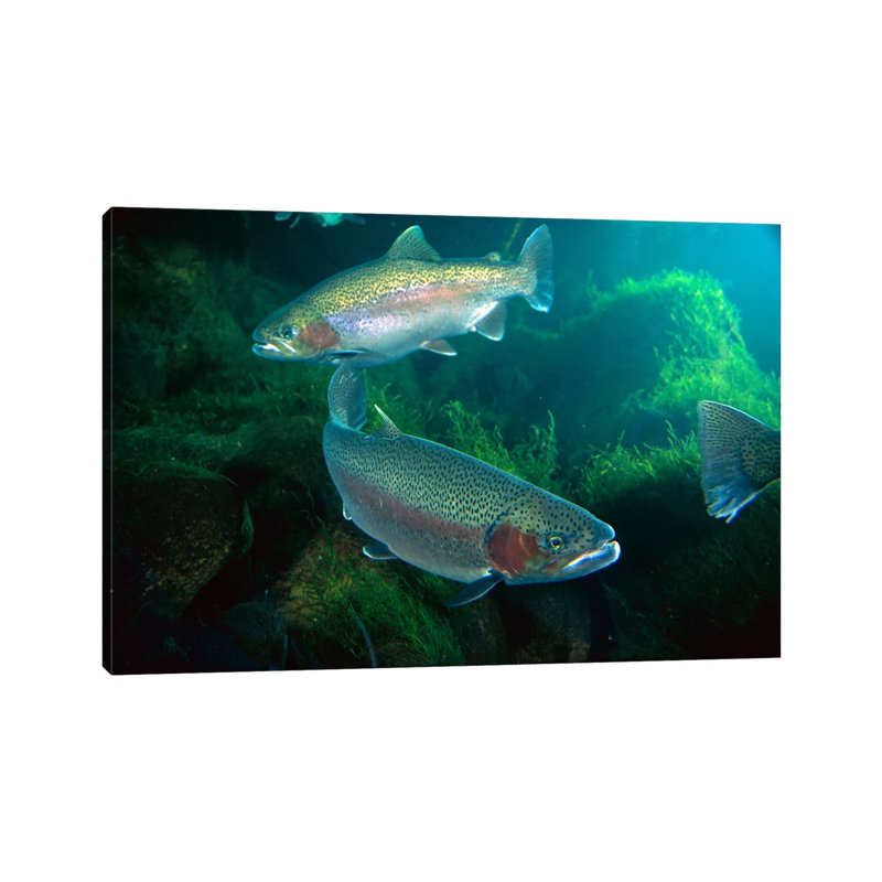 Rainbow Trout Pair Underwater In Utah by Michael Durham - Wrapped Canvas Print, 66.04 cm H x 45.72 cm W x 3.175 cm D