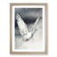 Flying Dove - Framed Print-55576395-55576396