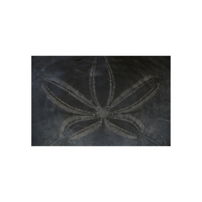 Sand Dollar II Print by Harold Davis