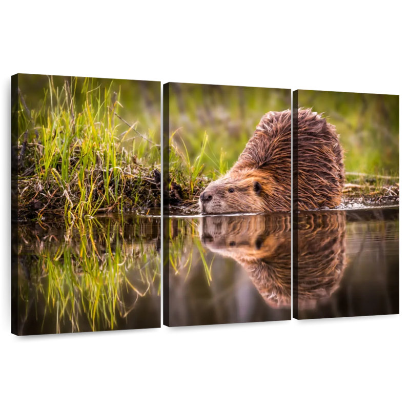 Brampt Beaver, 24" H x 38" W