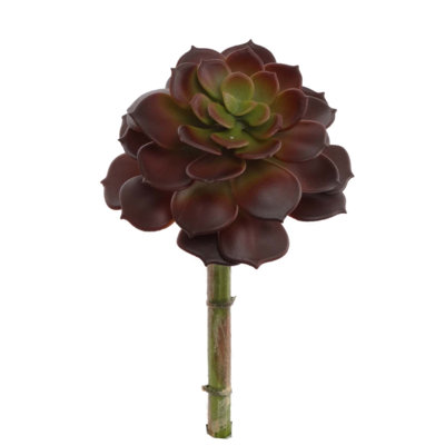 Plante grasse de 9,5 po Mosher