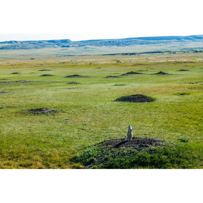 Guard Prairie Dog Town by David Butler - Wrapped Canvas Print, 30cm H x 46cm W