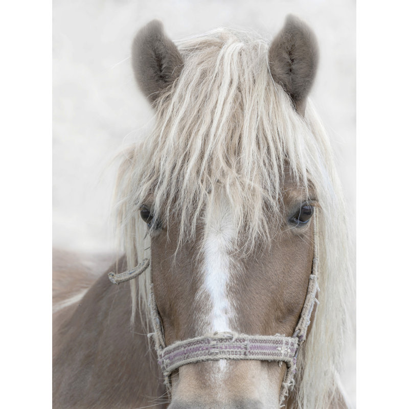 Horse Portrait 1 Print by Nathan Turner