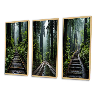 " USA Muir Woods National Monument " 3 - Pieces