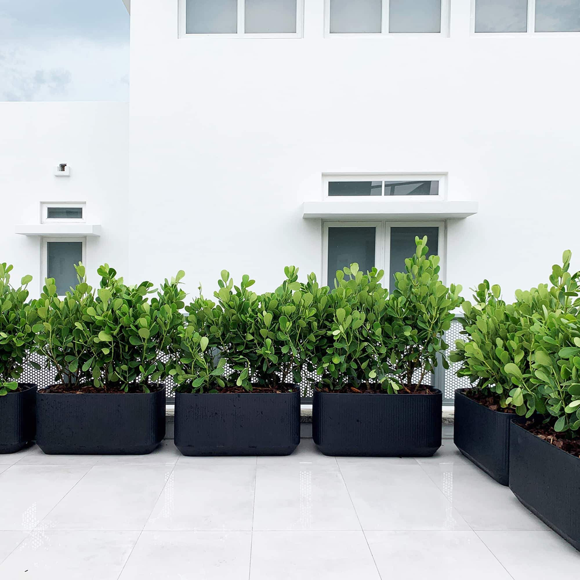 Mod Self Watering Plant Box, Midnight , 40" x 20" x 20"H - Large Trough