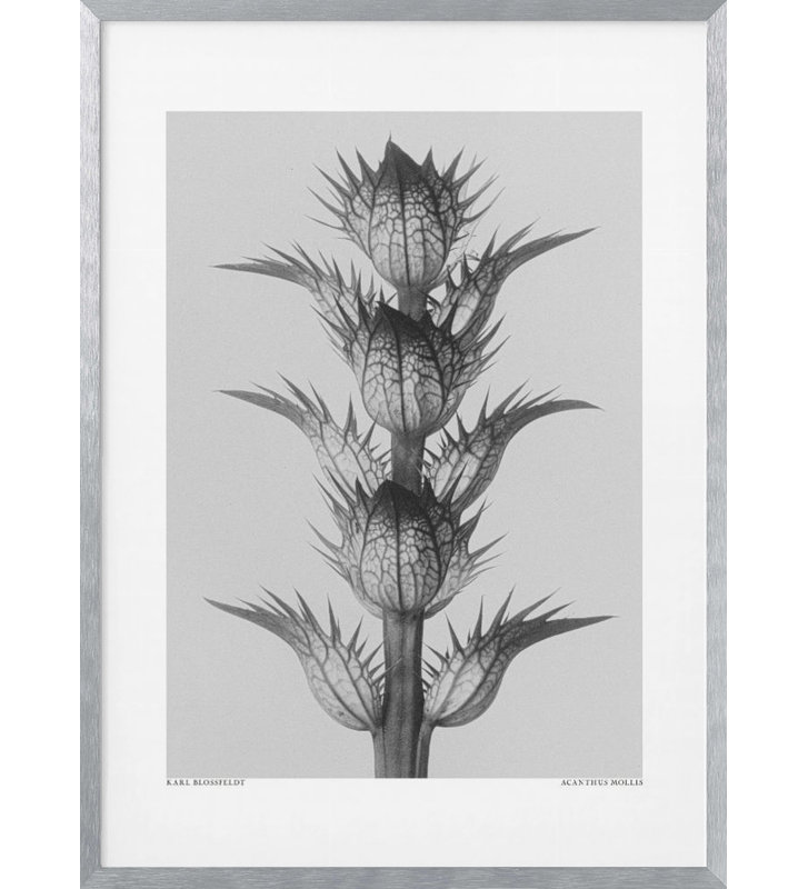 Nature Inspired "Acanthus mollis" Framed Print Wall Art, 10" H x 8" W