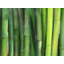Impression sur toile de bambou vert