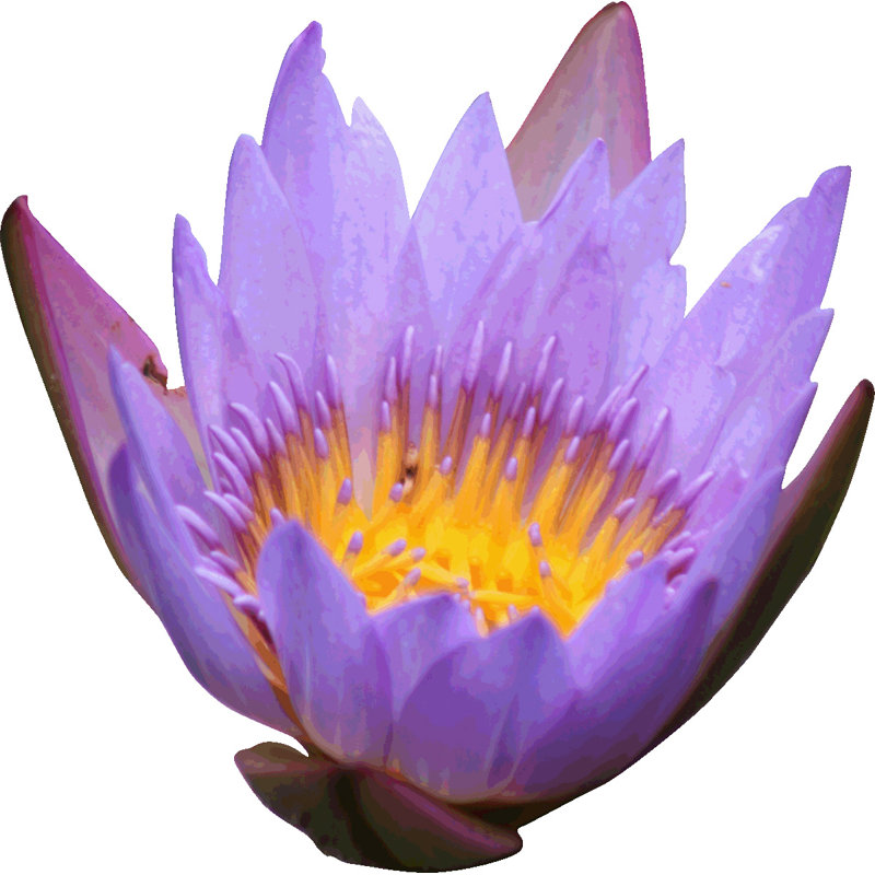 Décalcomanie murale fleur, H 48 po x l 48 po