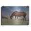 «Assataegue Horse» par Lori Deiter-745664527