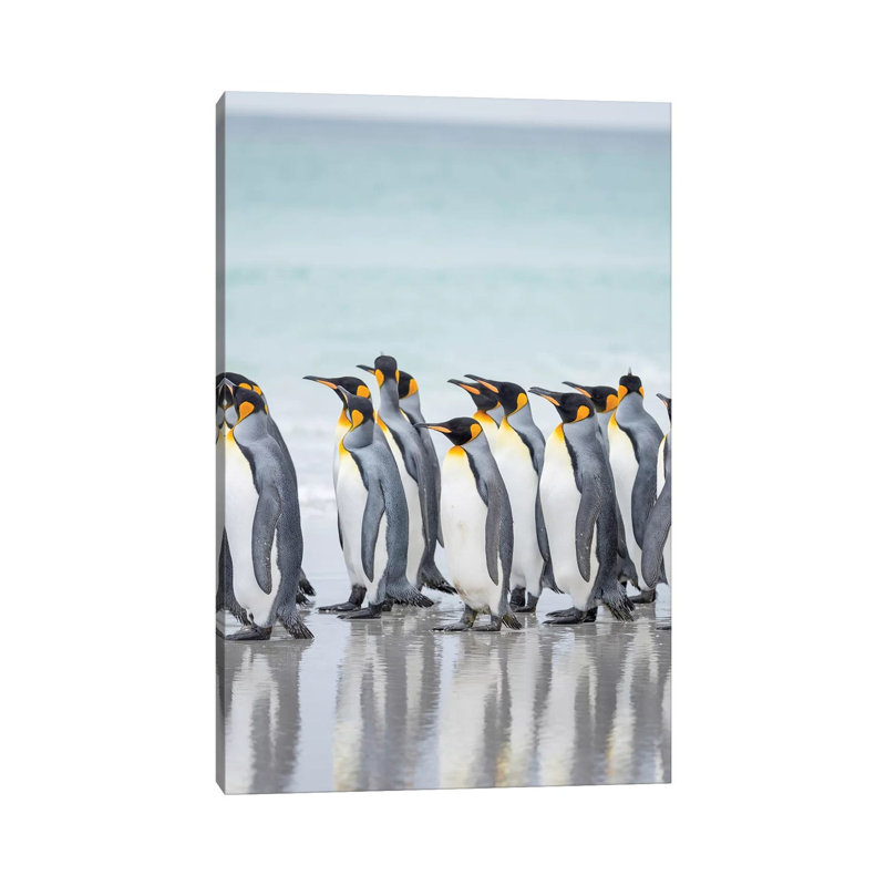King Penguin On Falkland Islands. 1 Piece Wrapped Canvas Wall Art, 66.04 cm H x 45.72 cm W x 3.175 cm D