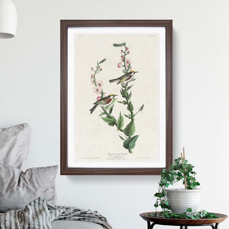 Chestnut-sided Warbler by John Audubon - Picture Frame Painting Print, 36cm H x 27cm W x 2cm D, Walnut Framed