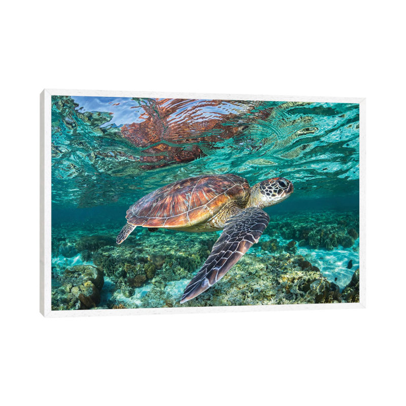 The Reef Wanderer by Jordan Robins - Print on Canvas, 101.6 cm H x 66.04 cm W, White Framed