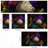 Peel & Stick Wall Mural-416724496