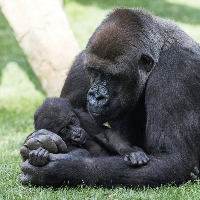Mother Gorilla with Puppy by Omersukrugoksu, 30" H x 30" W
