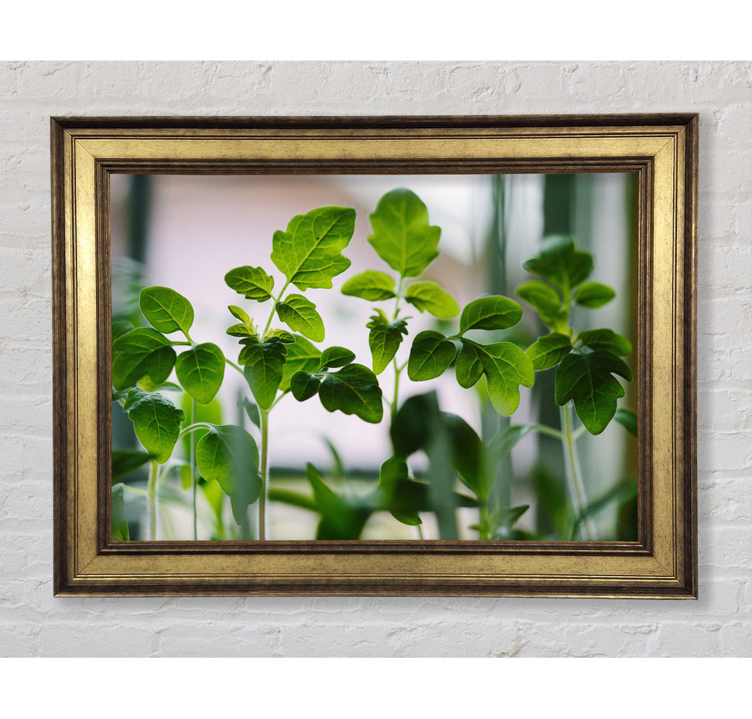 Baby Foliage Growing - Einzelner Bilderrahmen Kunstdrucke