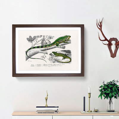 Green Iguana and Lizard by Charles D'Orbigny - Picture Frame Painting Print