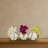 Phalaenopsis Orchid Planter Set