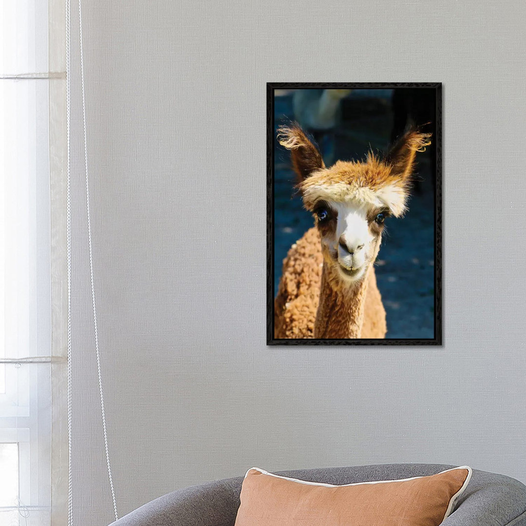 Happy Brown Alpaca von Susan Vizvary - Galerie-verpackte Leinwand Giclée