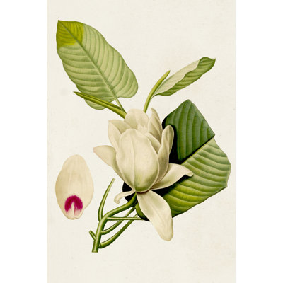 " Magnolia Flowers II "