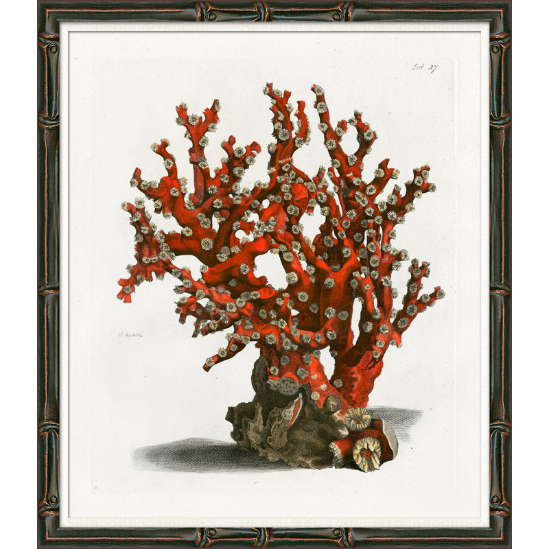 Red Coral Illustration III - cadre photo, impression sur papier